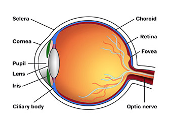 diagram of the human eye
