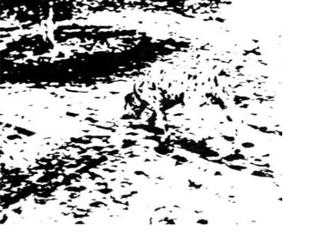 Gestalt principle of Emergence, a Dalmation with its nose to the ground